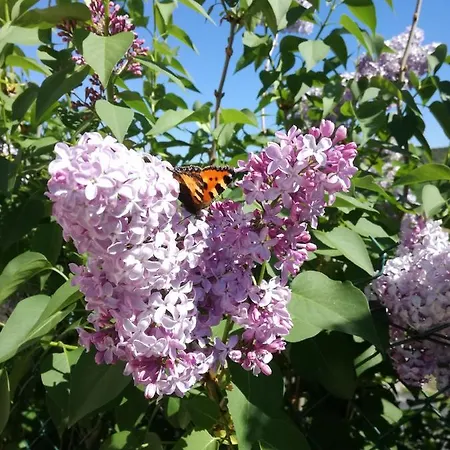Ferienhaus Charme Au Coeur Des Vignes *