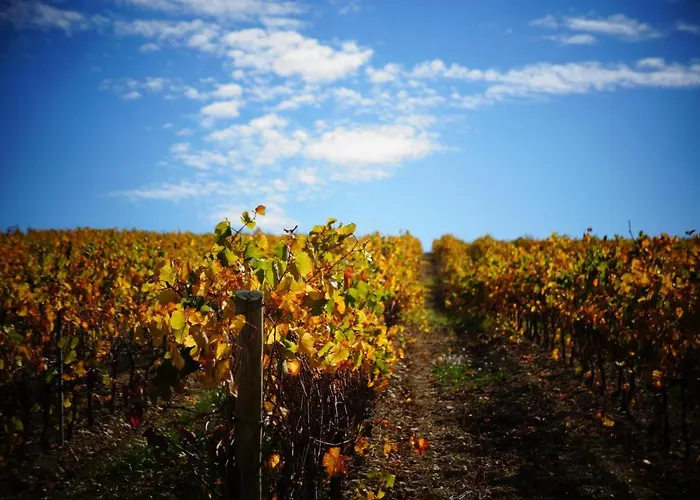 Vakantiehuis Charme Au Coeur Des Vignes Malras